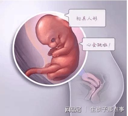 代生供卵公司